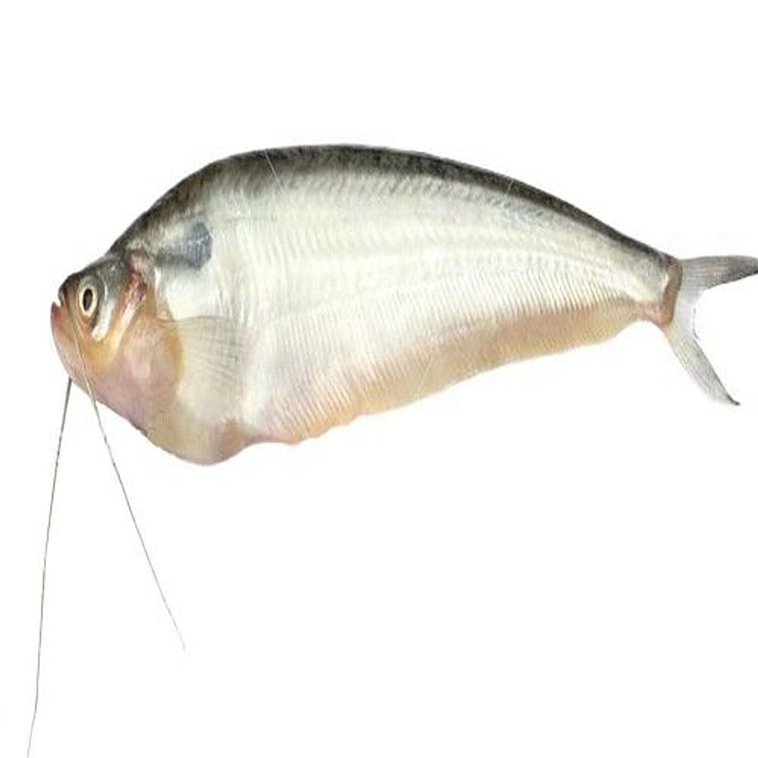 Item